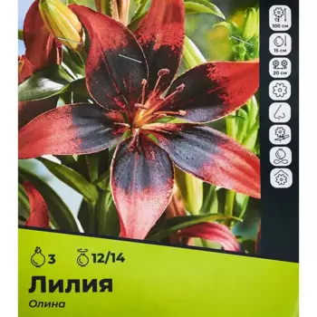 Лилия Олина луковицы 12/14, 3 шт.