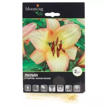 Лилия от-гибрид «Буги Вуги»