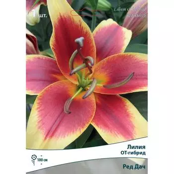 Лилия ОТ-Гибрид «Ред Дач»