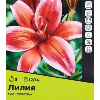 Лилия Ред Экзотик луковицы 12/14, 3 шт.