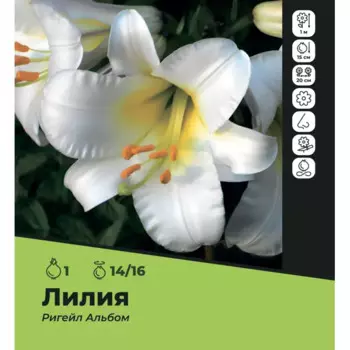 Лилия Ригейл Альбом луковицы 14/16
