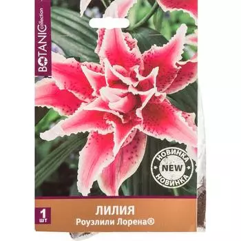 Лилия Роузлили Лорена 12/14, 1 шт