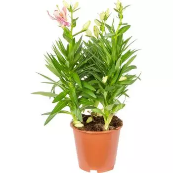 Лилия Сувенир 13x40 см