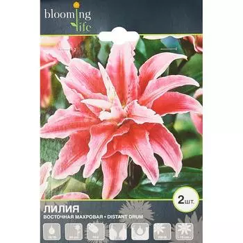 Лилия Восточная Махровая Дистант Драм 16/18
