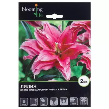 Лилия Восточная Махровая Елена 16/18