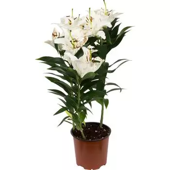 Лилия восточная 13x40 см