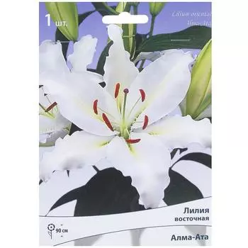 Лилия восточная Алма-Ата 14/16, 1 шт