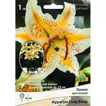 Лилия восточная Ауратум Голд Бэнд,