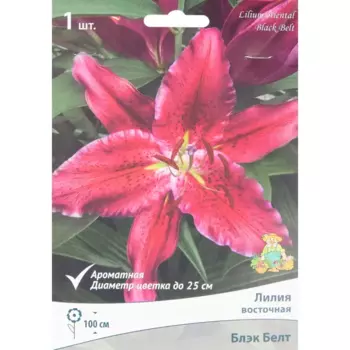 Лилия восточная Блэк Белт