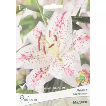 Лилия восточная Мадлен