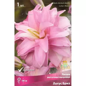 Лилия восточная Мах Лотус Бриз