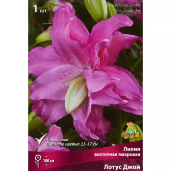 Лилия восточная Мах Лотус Джой