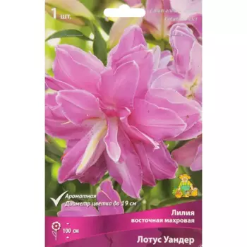 Лилия восточная Мах Лотус Уандер