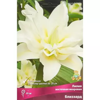 Лилия восточная махровая Близзард