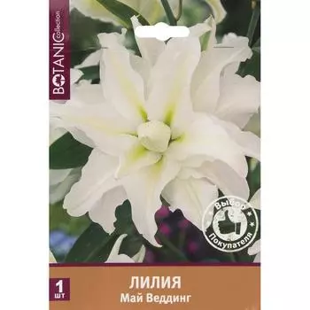 Лилия восточная махровая «Май Веддинг»