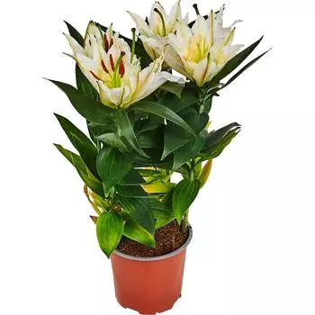 Лилия восточная микс 3 стрелки 13x50 см