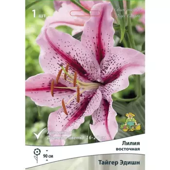 Лилия восточная Тайгер Эдишн 14/16