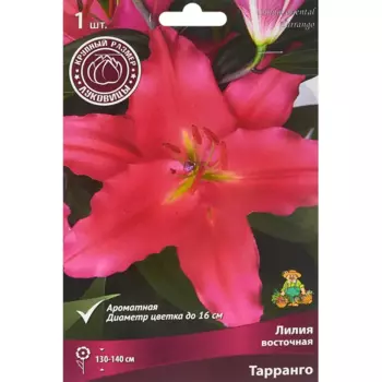 Лилия восточная Тарранго 1 шт.