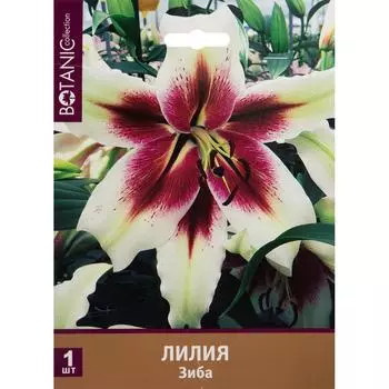 Лилия Зиба 12/14, 1 шт
