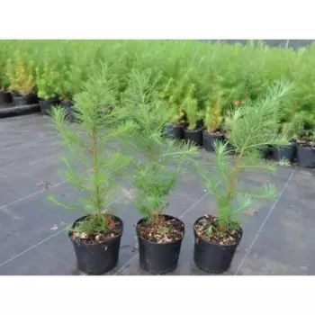 Лиственница Европейская 21 h30 - 50 см