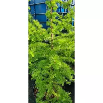 Лиственница европейская 25 h100 - 130 см