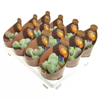 Литопс 8 h8 см