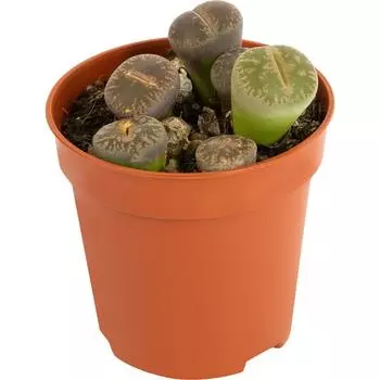 Литопс микс 5x10 см