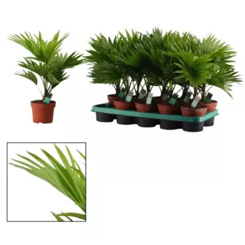 Ливистона 12 h30 см