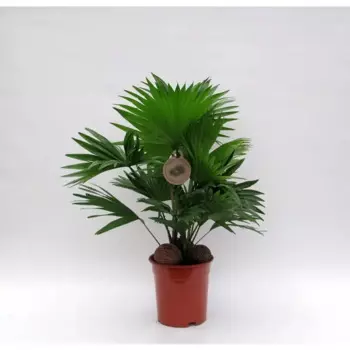 Ливистона 17 h60 см