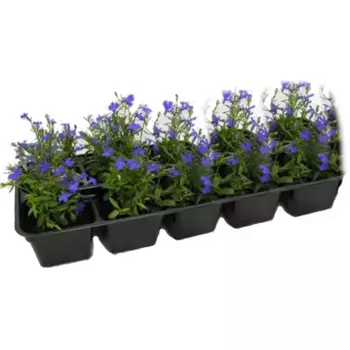 Лобелия микс 13x15 см