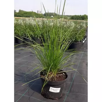 Луговик дернистый Голдтау 16 h30 - 40 см