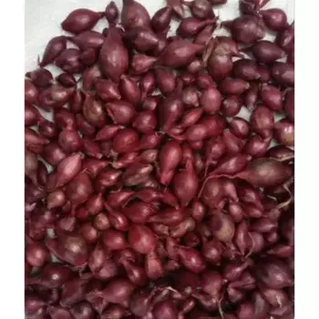 Лук-севок Beginia Кармен МС 0.5 кг