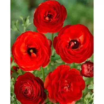 Лютик азиатский Ред 7/8, 10 шт.