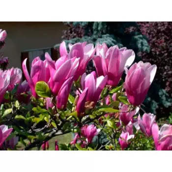 Магнолия суланджа Сьюзан 19 h30 см