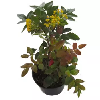 Магония 21 h15 - 30 см