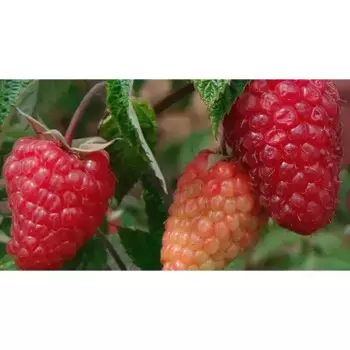 Малина «Атлант» C2 высота 60-80 см