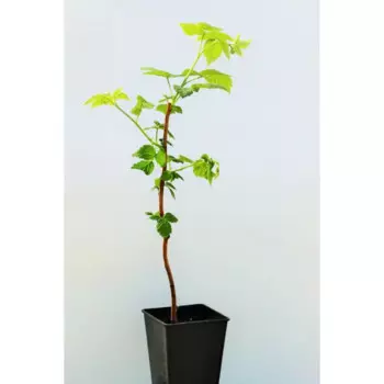 Малина «Барнаульская» 1 год 12.5x30-50 см