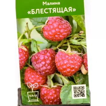 Малина Блестящая h80 см