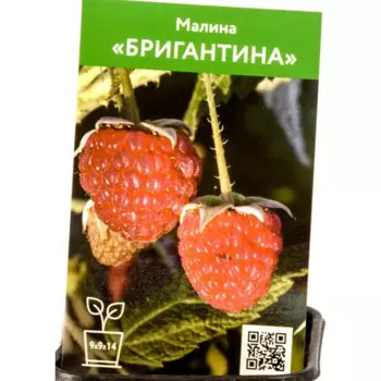 Малина Бригантина h80 см