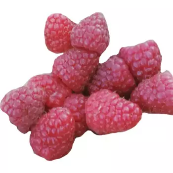 Малина «Брянское диво» C2 высота 60-80 см