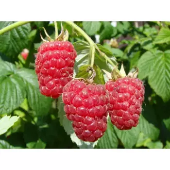 Малина «Дочь Геракла» C2 высота 60-80 см