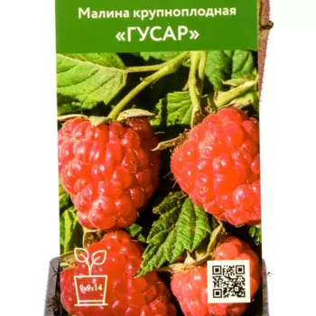 Малина Гусар h80 см