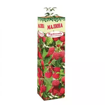 Малина Гусар в тубе