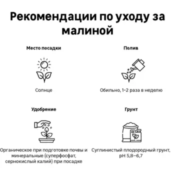 Малина микс туба h36 см