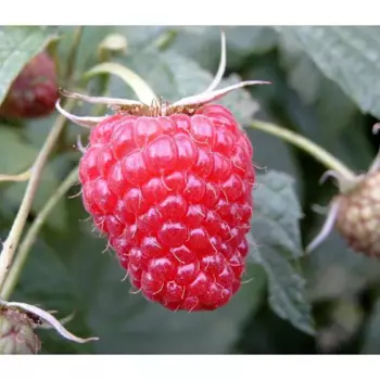 Малина «Полана» C2 высота 60-80 см