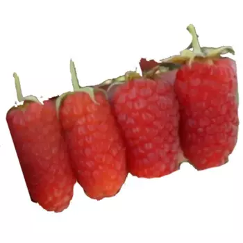 Малина «Рубиновое ожерелье» C2 высота 60-80 см