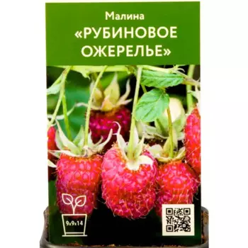Малина Рубиновое ожерелье h80 см