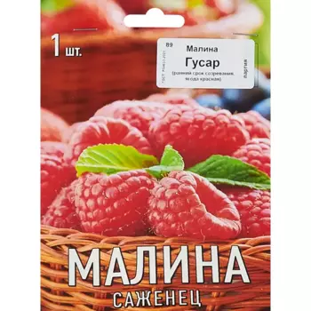Малина традиционная Гусар h40 см