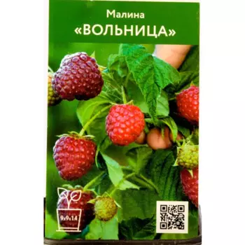 Малина Вольница h80 см