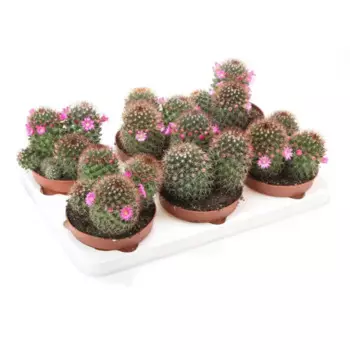 Маммилярия 11 h12 см